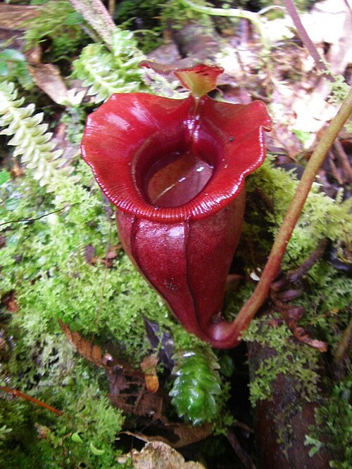 Nepenthes jacquelineae: Nepenthes jacquelineae from Bukit Barisan, Sumatra (2,200 m asl).