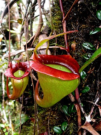 Nepenthes jacquelineae: Nepenthes jacquelineae