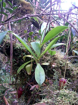 Nepenthes jacquelineae: Nepenthes jacquelineae from Bukit Barisan, Sumatra (2,200 m asl).