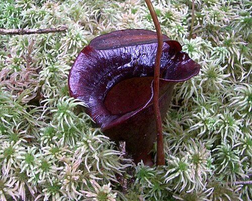 Nepenthes jacquelineae: Nepenthes jacquelineae from Bukit Barisan, Sumatra (2,200 m asl).