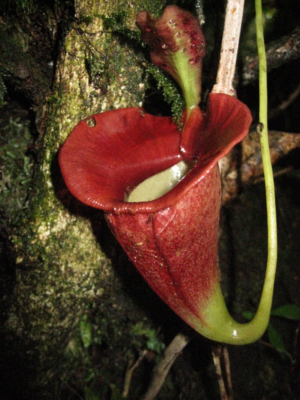 Nepenthes jacquelineae: Nepenthes jacquelineae