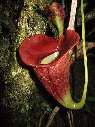 Nepenthes jacquelineae: Nepenthes jacquelineae