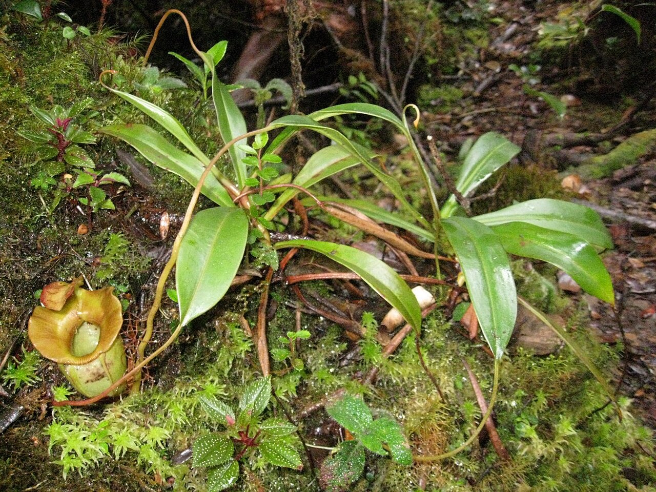 Nepenthes jacquelineae: Nepenthes jacquelineae