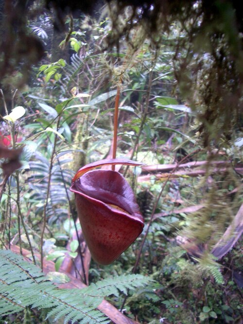 Nepenthes jacquelineae: Nepenthes jacquelineae from Bukit Barisan, Sumatra (2,200 m asl).