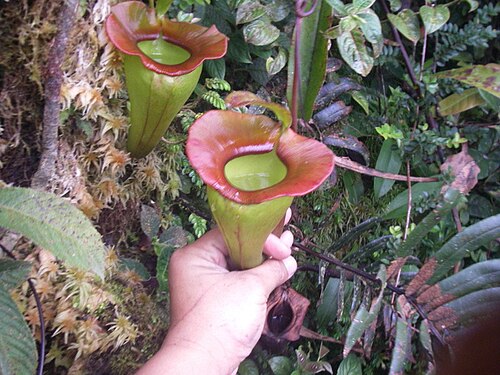 Nepenthes jacquelineae: Nepenthes jacquelineae from Bukit Barisan, Sumatra (2,200 m asl).
