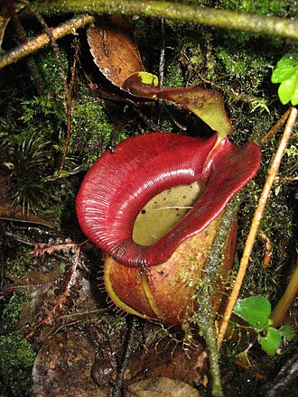 Nepenthes jacquelineae: Nepenthes jacquelineae