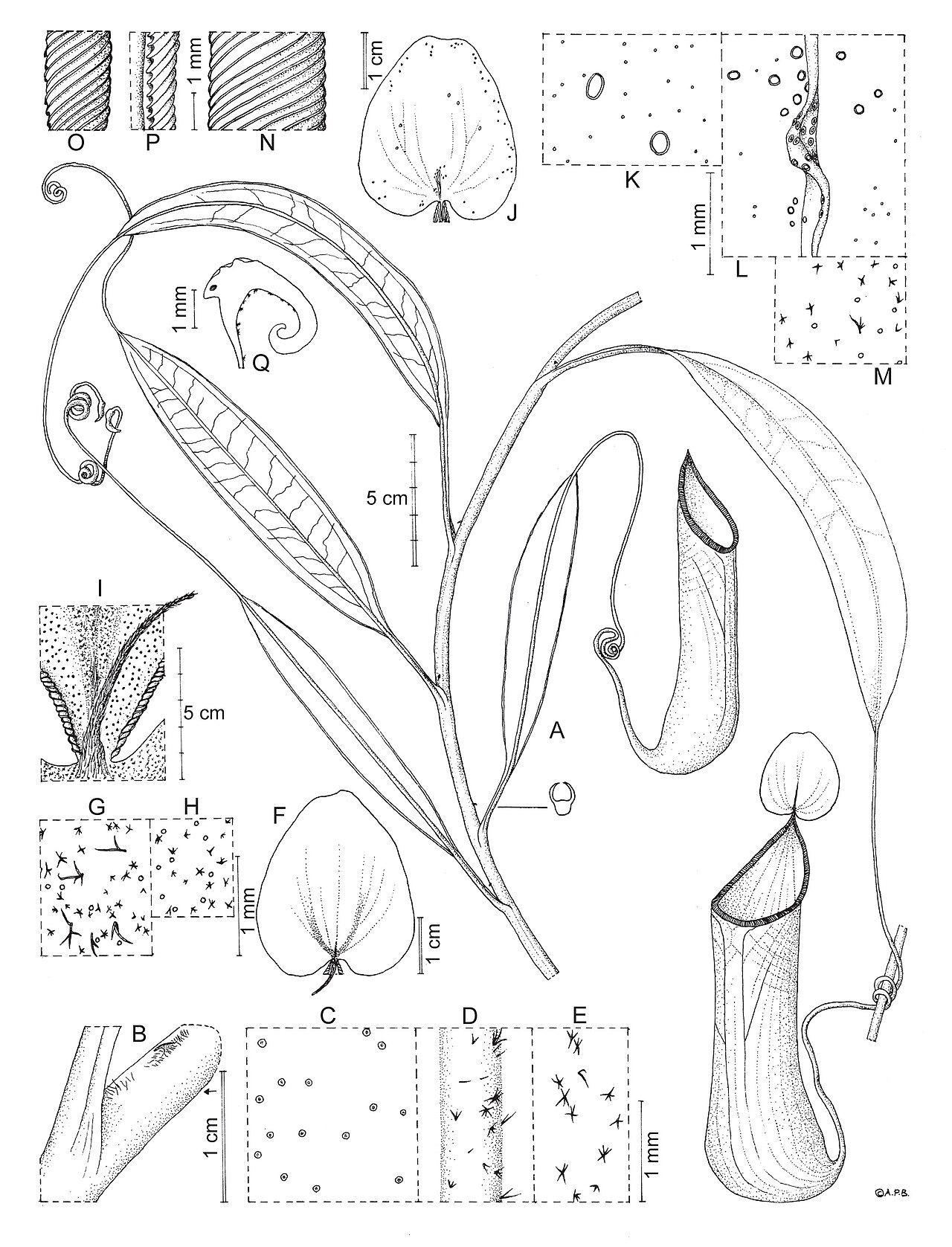 N. leyte: Original caption: " Nepenthes leyte sp. nov. A. Habit, climbing stem with upper pitchers. B. Stem section showing axillary hair patch and supra-axillary bud. C.