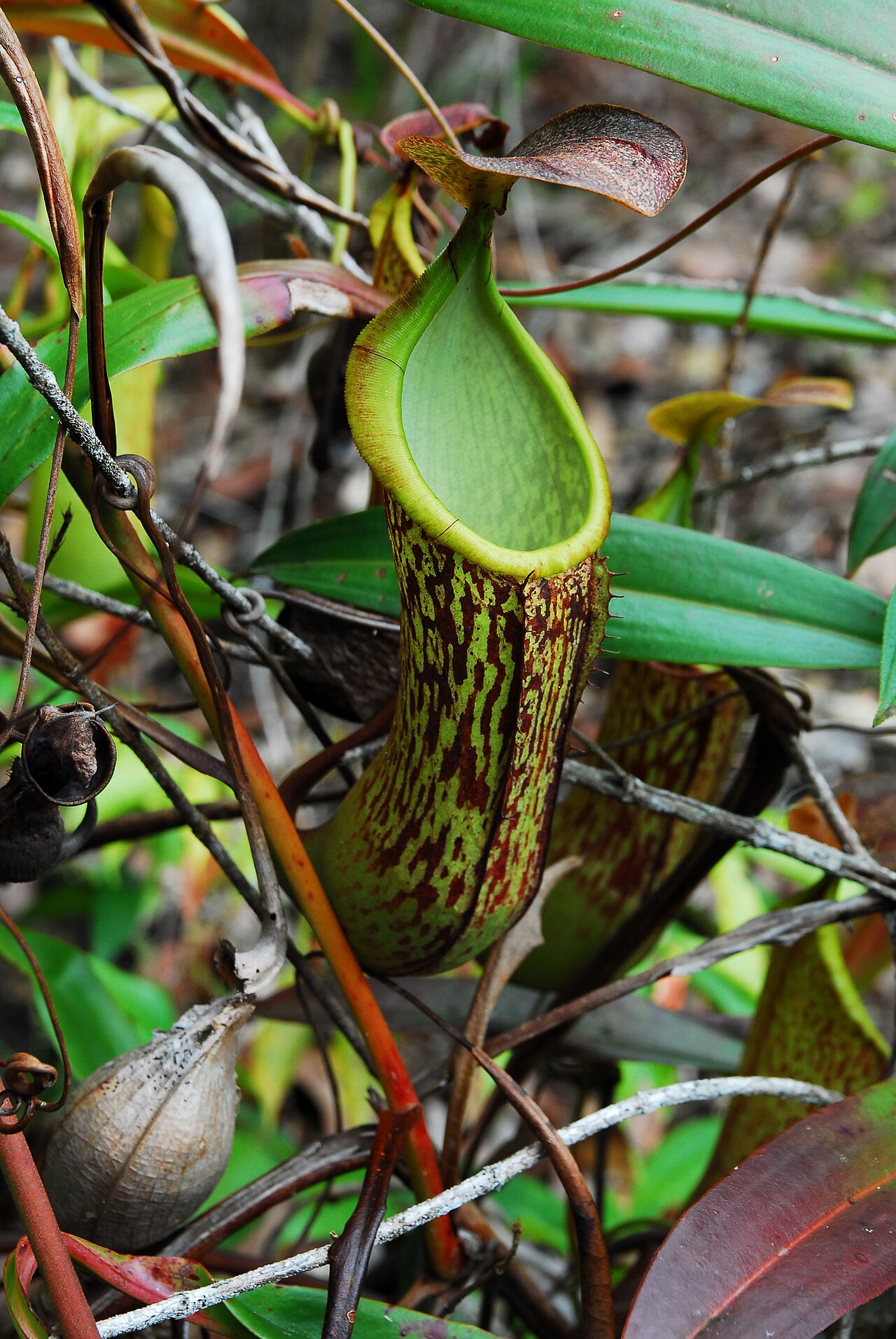 N. mindanaoensis: Nepenthes mindanaoensis upper pitcher from Mount Hamiguitan, Mindanao, Philippines