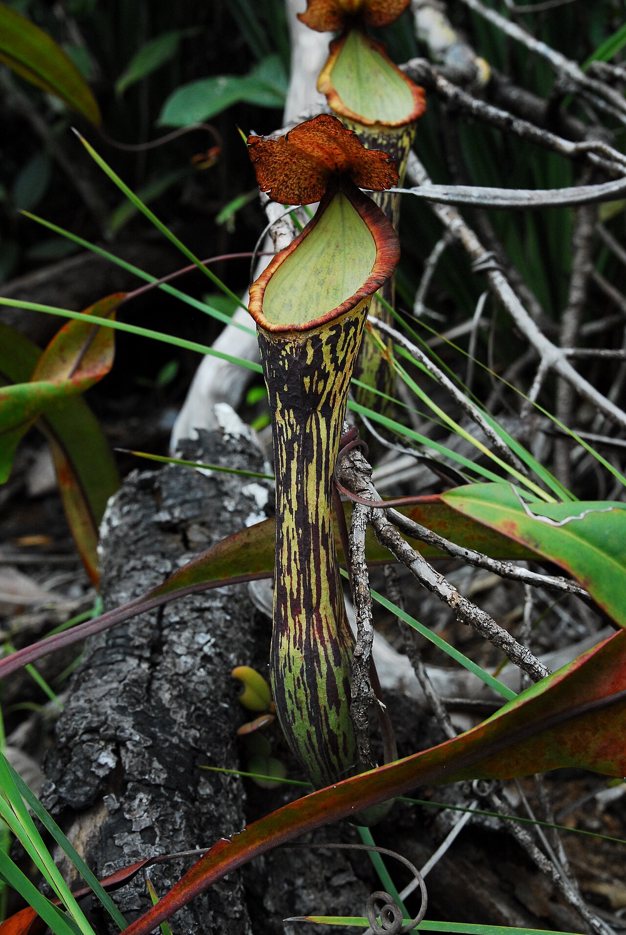 N. mindanaoensis: Nepenthes mindanaoensis upper pitcher from Dinagat Island, Philippines