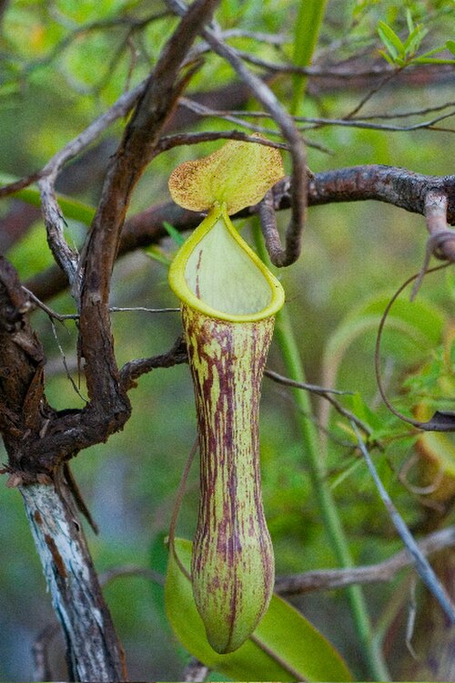 N. mindanaoensis: Nepenthes mindanaoensis — an upper pitcher. On Mount Legaspi, near Surigao, Mindanao region in the southern Philippines. (Alastair Robinson, July 2007).