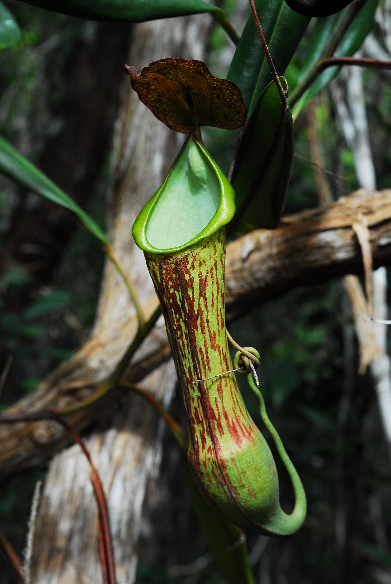N. mindanaoensis: Nepenthes mindanaoensis upper pitcher from Dinagat Island, Philippines