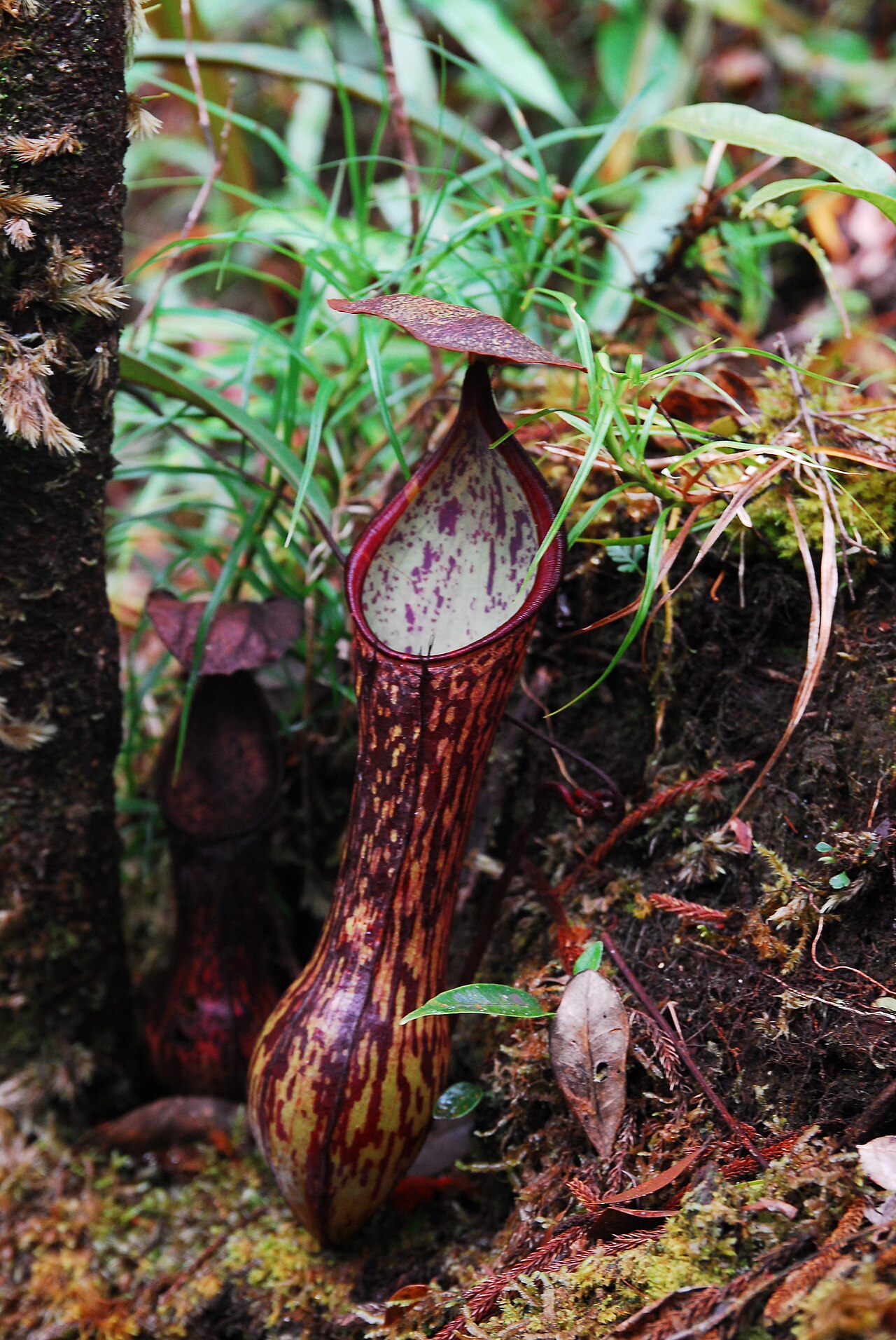 N. mindanaoensis: Nepenthes mindanaoensis pitcher from Mount Masay, Mindanao, Philippines