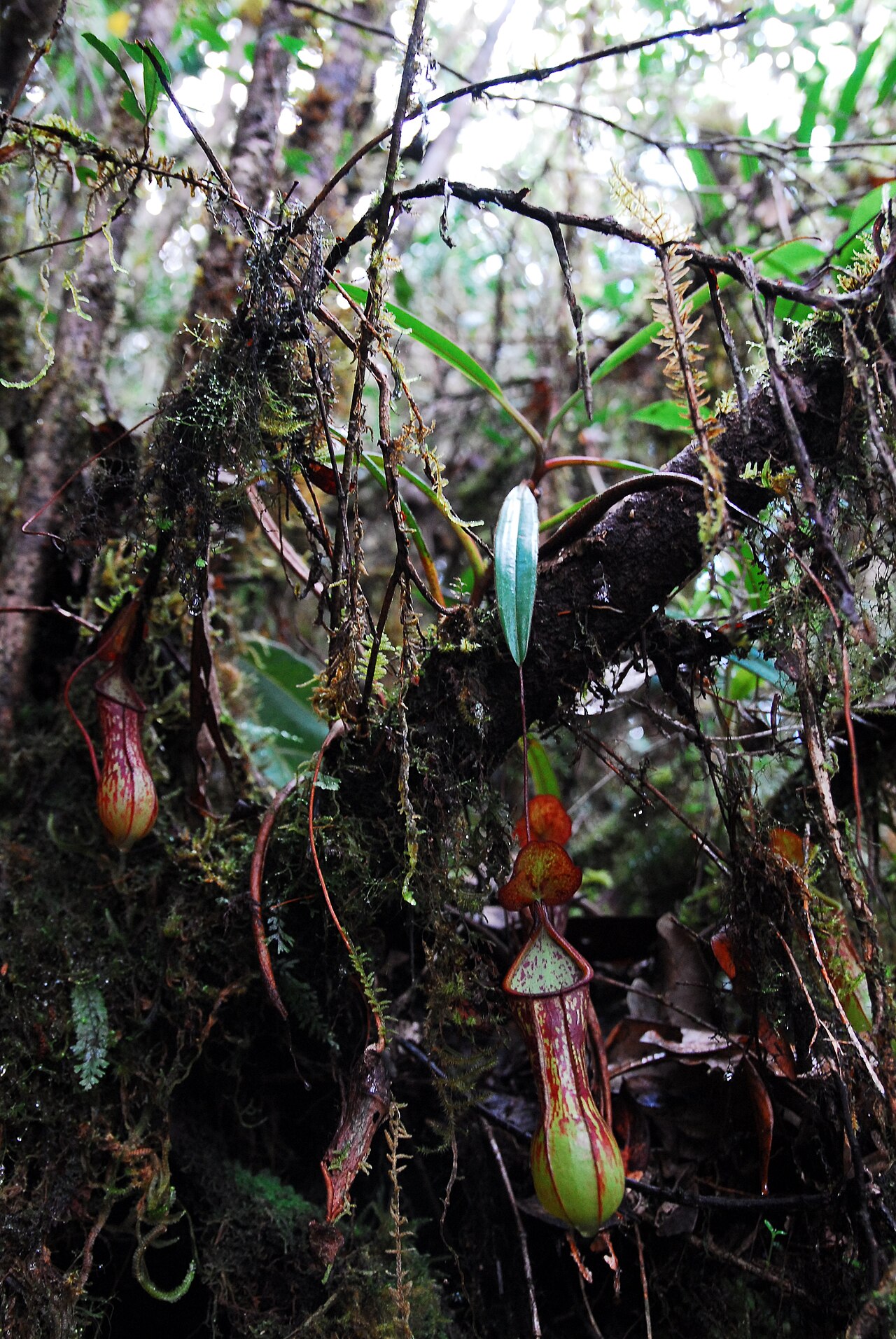 N. mindanaoensis: Nepenthes mindanaoensis plant from Mount Masay, Mindanao, Philippines