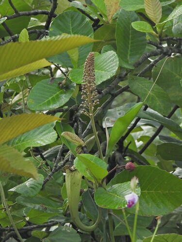 Raffles' pitcher plant (Nepenthes rafflesiana)