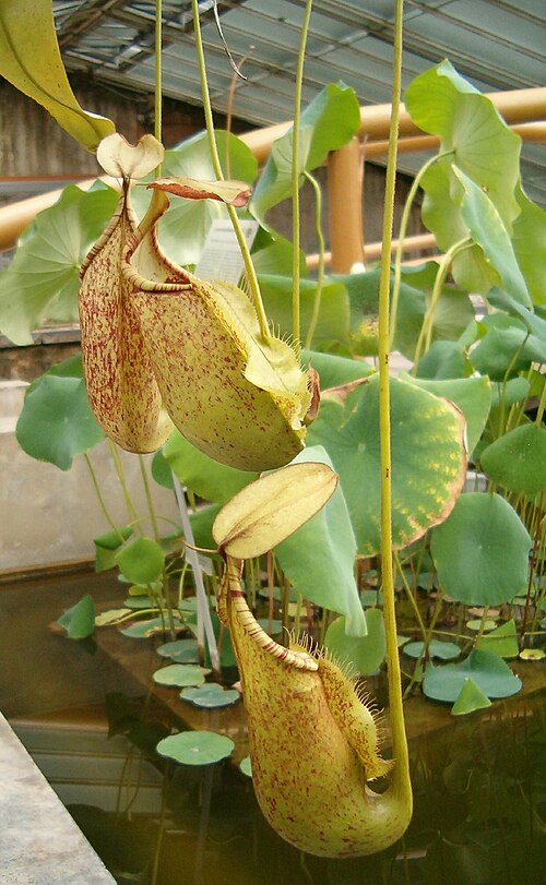 Raffles' pitcher plant: Location: Botanical Gardens Berlin Habitus and Leaves