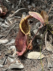 Raffles' pitcher plant (Nepenthes rafflesiana)
