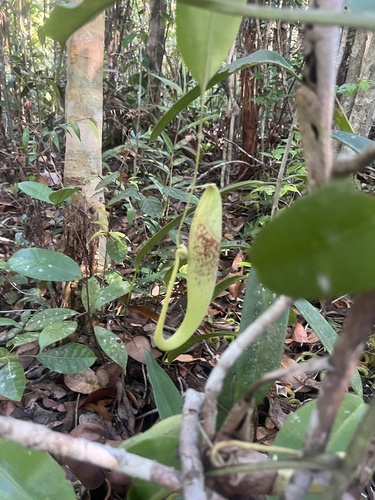 Raffles' pitcher plant (Nepenthes rafflesiana)