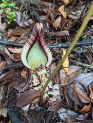 Raffles' pitcher plant (Nepenthes rafflesiana)