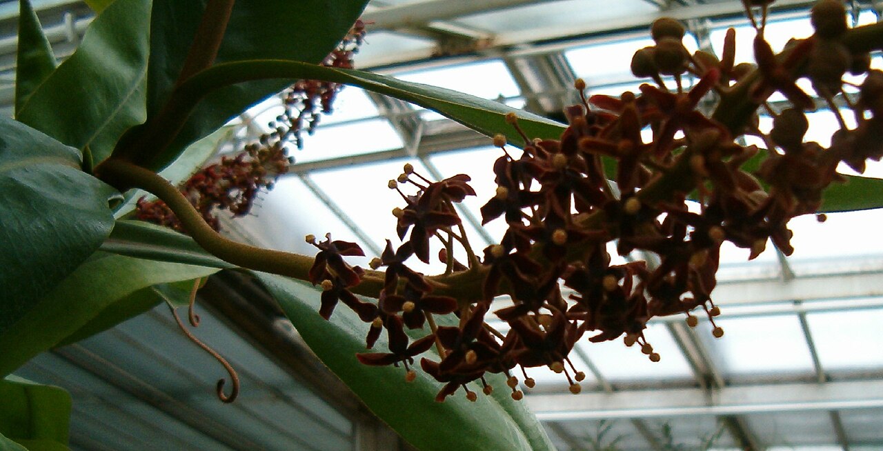 Raffles' pitcher plant: Location: Botanical Gardens Berlin Inflorescence