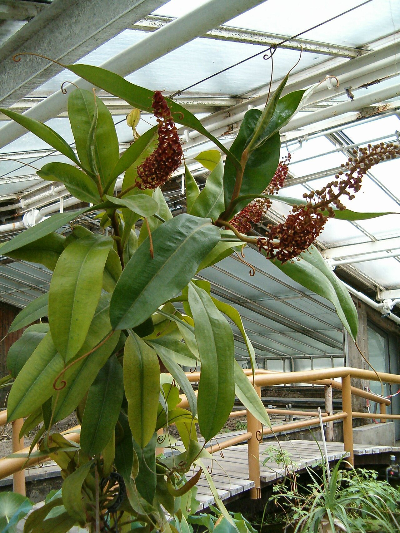 Raffles' pitcher plant: Location: Botanical Gardens Berlin Habitus and Inflorescence