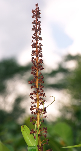 Raffles' pitcher plant (Nepenthes rafflesiana)