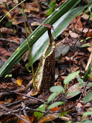 Raffles' pitcher plant (Nepenthes rafflesiana)
