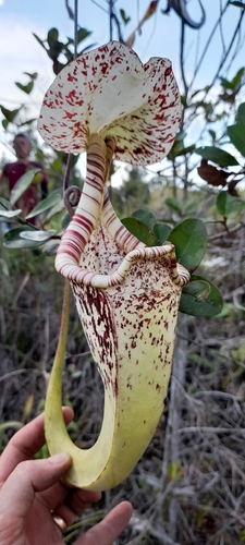 Raffles' pitcher plant (Nepenthes rafflesiana)