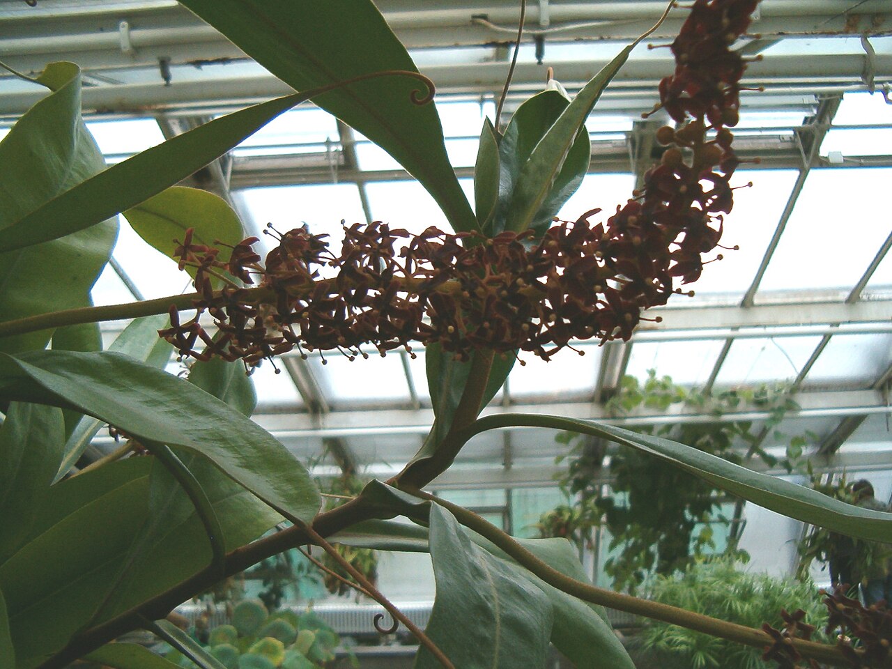 Raffles' pitcher plant: Location: Botanical Gardens Berlin Inflorescence