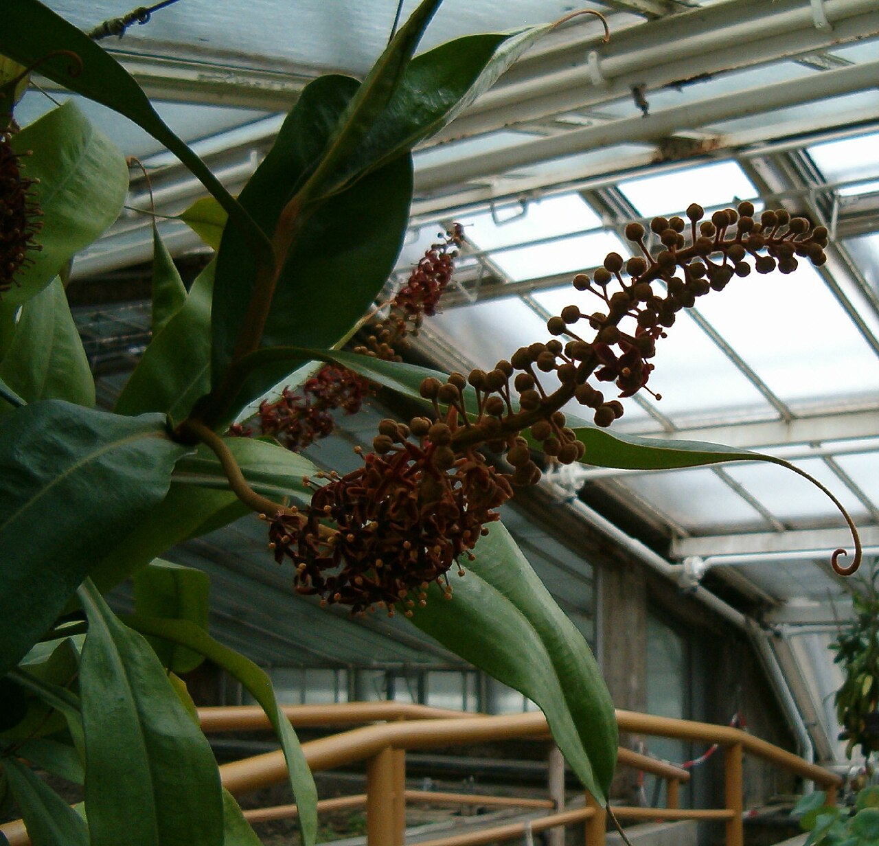Raffles' pitcher plant: Location: Botanical Gardens Berlin Inflorescence