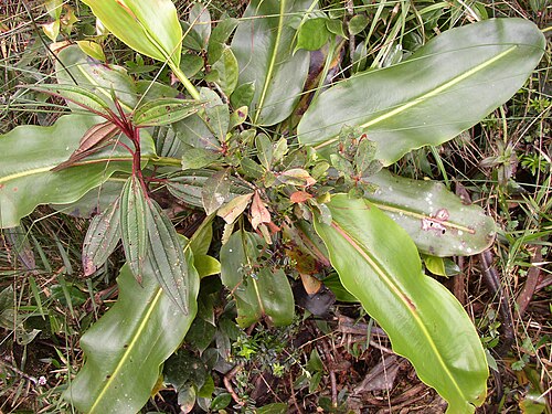Giant malaysian pitcher plant: Nepenthes rajah