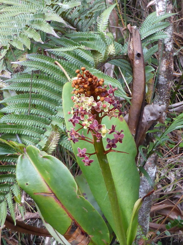Giant malaysian pitcher plant (Nepenthes rajah)