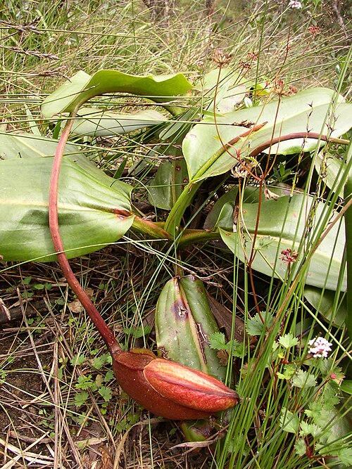 Giant malaysian pitcher plant: Nepenthes rajah