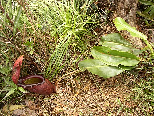 Giant malaysian pitcher plant: Nepenthes rajah