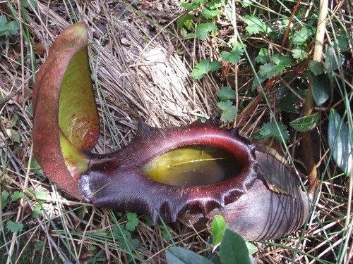 Giant malaysian pitcher plant (Nepenthes rajah)