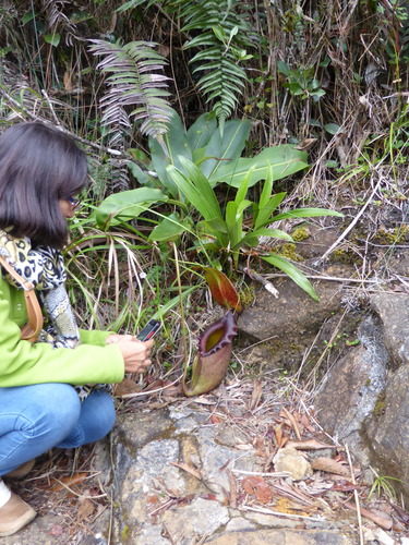 Giant malaysian pitcher plant (Nepenthes rajah)