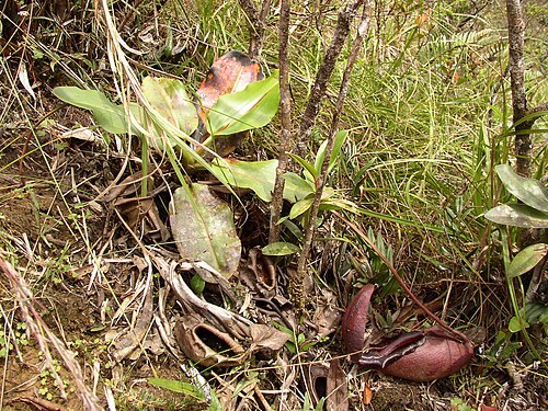 Giant malaysian pitcher plant: Nepenthes rajah