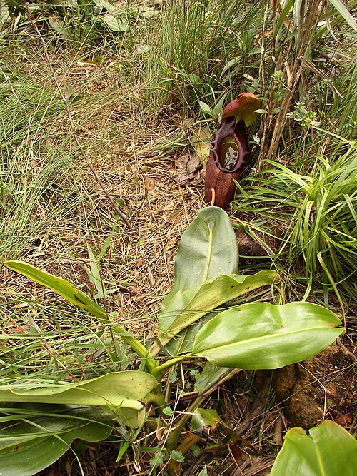 Giant malaysian pitcher plant: Nepenthes rajah