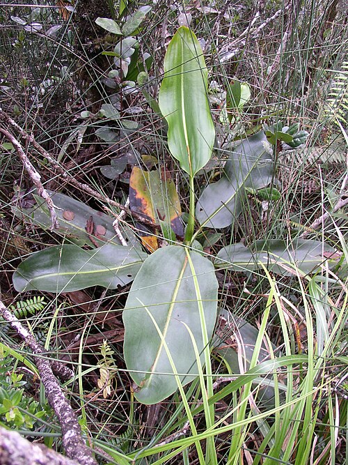 Giant malaysian pitcher plant: Nepenthes rajah