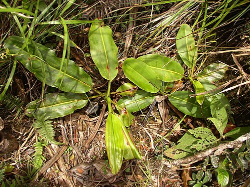 Giant malaysian pitcher plant: Nepenthes rajah