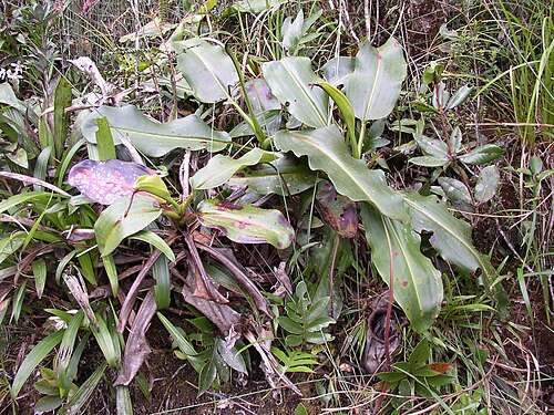 Giant malaysian pitcher plant: Nepenthes rajah