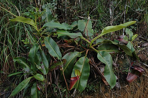 Giant malaysian pitcher plant: Listy a láčka Nepenthes rajah