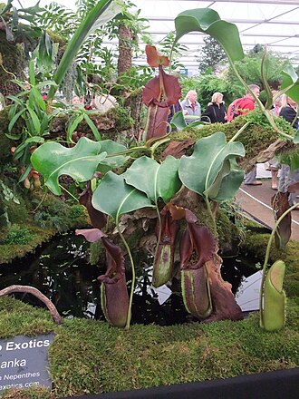 N. robcantleyi: Nepenthes robcantleyi , 2011 Chelsea Flower Show