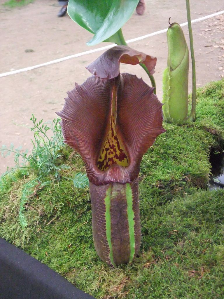 N. robcantleyi: Nepenthes robcantleyi , 2011 Chelsea Flower Show