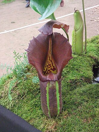 N. robcantleyi: Nepenthes robcantleyi , 2011 Chelsea Flower Show