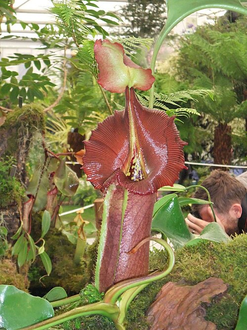 N. robcantleyi: Nepenthes robcantleyi , 2011 Chelsea Flower Show