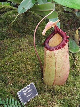 N. sibuyanensis: Nepenthes sibuyanensis , 2011 Chelsea Flower Show