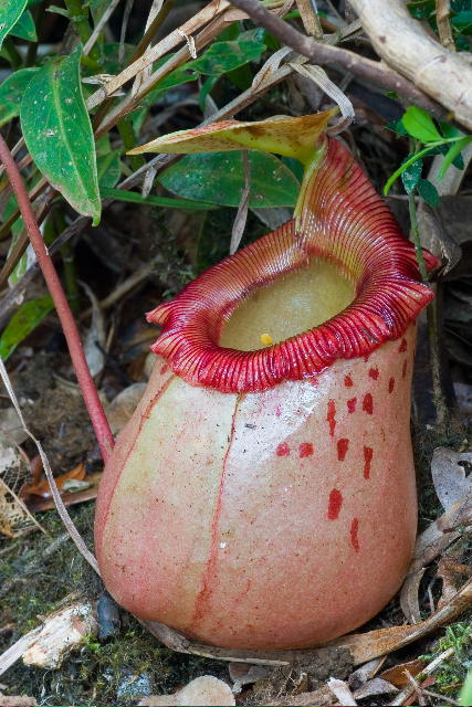 N. sibuyanensis: Nepenthes sibuyanensis photographed on the Knife Edge ridge of en:Mount Guiting-Guiting , Sibuyan (Alastair Robinson, June 2007) - globose lower pitcher.