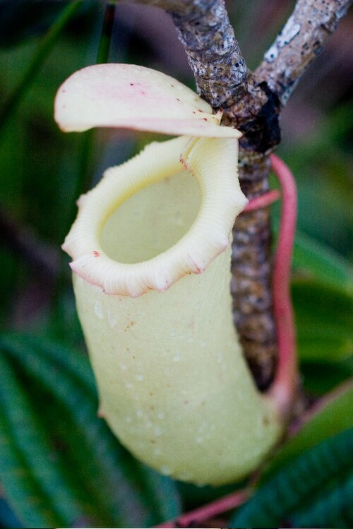 N. sibuyanensis: Nepenthes sibuyanensis photographed on the Knife Edge ridge of en:Mount Guiting-Guiting , Sibuyan (Alastair Robinson, June 2007) - a relatively rare upper pitch