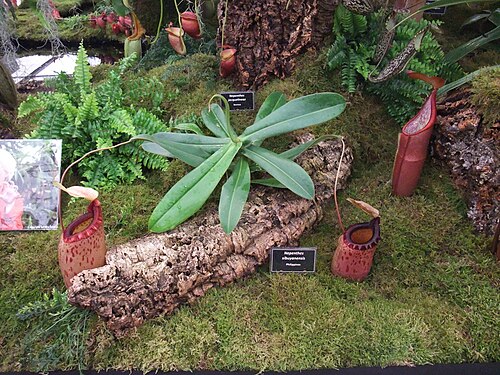 N. sibuyanensis: Nepenthes sibuyanensis , 2011 Chelsea Flower Show