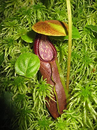 Nepenthes singalana: Nepenthes singalana